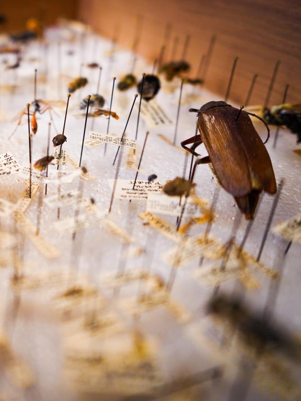 The Art & Science of Taxidermy Insect Preservation Western